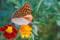 The dark green fritillary butterfly collects nectar on flower. Speyeria aglaja is a species of butterfly in the family Nymphalidae Royalty Free Stock Photo