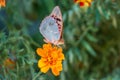 The dark green fritillary butterfly collects nectar on flower. Speyeria aglaja is a species of butterfly in the family Nymphalidae Royalty Free Stock Photo