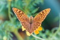 The dark green fritillary butterfly collects nectar on flower. Speyeria aglaja is a species of butterfly in the family Nymphalidae Royalty Free Stock Photo