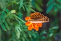 The dark green fritillary butterfly collects nectar on flower. Speyeria aglaja is a species of butterfly in the family Nymphalidae Royalty Free Stock Photo