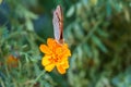 The dark green fritillary butterfly collects nectar on flower. Speyeria aglaja is a species of butterfly in the family Nymphalidae Royalty Free Stock Photo