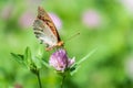 The dark green fritillary butterfly collects nectar on flower. Speyeria aglaja is a species of butterfly in the family Nymphalidae Royalty Free Stock Photo