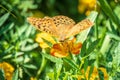 The dark green fritillary butterfly collects nectar on flower. Speyeria aglaja is a species of butterfly in the family Nymphalidae Royalty Free Stock Photo