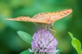 The dark green fritillary butterfly collects nectar on flower. Speyeria aglaja is a species of butterfly in the family Nymphalidae Royalty Free Stock Photo