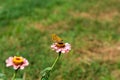 The dark green fritillary butterfly collects nectar on rose Zinnia flower in the garden. Speyeria aglaja, previously known as Royalty Free Stock Photo