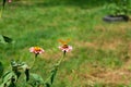 The dark green fritillary butterfly collects nectar on rose Zinnia flower in the garden. Speyeria aglaja, previously known as Royalty Free Stock Photo