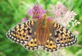 Dark green fritillary Speyeria aglaja, previously known as Argynnis aglaja