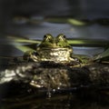 Dark green frog swimming in the water filled with planks Royalty Free Stock Photo