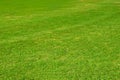 Dark green garden Lawn Royalty Free Stock Photo