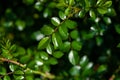 Dark green glossy leaves of ground-cover roses