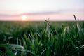 Dark green grass close up macro sunset sun light dusk