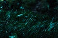 Dark green grass fluttered by the wind Royalty Free Stock Photo