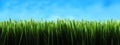 Dark green grass panorama Royalty Free Stock Photo