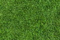 Dark green grass texture background. Fresh lawn field view frim above. Royalty Free Stock Photo