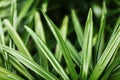 Dark green grass texture blurred background closeup, grass blades soft focus macro, spring nature, summer season wallpaper Royalty Free Stock Photo