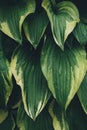 Dark Green Hosta Leaves Royalty Free Stock Photo