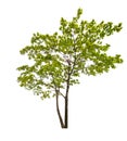 Dark green isolated maple tree Royalty Free Stock Photo