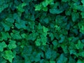 Dark Green Ivy Texture Background Royalty Free Stock Photo