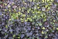 Dark Green Ivy Texture/Background Royalty Free Stock Photo
