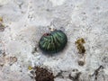 Dark green larvae of the bloody-nosed beetle latin name: Timarcha tenebricosa Royalty Free Stock Photo