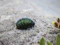 Dark green larvae of the bloody-nosed beetle latin name: Timarcha tenebricosa Royalty Free Stock Photo