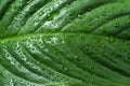 Dark green leaf with drops of water close up for natural background Royalty Free Stock Photo