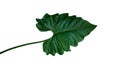 Dark green leaf of Philodendron species Philodendron speciosum the tropical foliage climbing plant isolated on white background