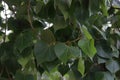 Dark green leaf Portia tree on branch, Thailand.