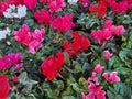 Dark green leaf-sized tubers are present on Cyclamen persicum. The flower petals are white, pink, red, and purple. Royalty Free Stock Photo