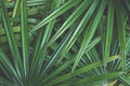 Dark green leaf texture background, tropical jungle tone concept Royalty Free Stock Photo