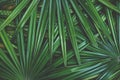 Dark green leaf texture background, tropical jungle tone concept Royalty Free Stock Photo
