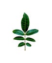Dark green leaf  of tropical tree isolated on white background , clipping path Royalty Free Stock Photo