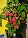 Dark green leafy plant full of red flowers on a beautiful sunny day Royalty Free Stock Photo