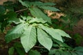 Dark-green leaves of Asimina triloba or pawpaw in summer garden against green blurred backdrop