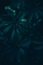 Dark green leaves background. Minimal neutral aesthetic. Tropical plant art texture. Botanical tropic garden creative pattern