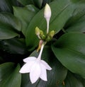 Dark green leaves and beautiful white flowers coincide naturally at night
