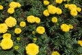 Dark green leaves and yellow flowers of Tagetes erecta Royalty Free Stock Photo