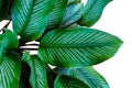 Dark Green leaves of Calathea Ornata tropical foliage houseplant isolated on white background, clipping path included. Royalty Free Stock Photo