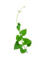 Dark Green leaves of Cantaloupe Muskmelon with yellow flowers and tendrils, pumpkin leaf-like hairy vine plant isolated on white