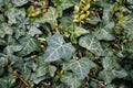 Dark green leaves of Hedera helix. Common ivy from the Araliaceae family in spring. English ivy texture. Fresh new young Royalty Free Stock Photo