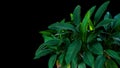 Dark green leaves of Heliconia the tropical foliage plant bush g