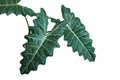 Dark green leaves of Kris plant or Alocasia elephant ear Alocas Royalty Free Stock Photo