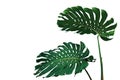 Dark green leaves of monstera plant or split-leaf philodendron Monstera deliciosa the tropical foliage popular houseplant