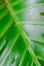 Dark green leaves of monstera or split-leaf philodendron (Monstera deliciosa) the tropical foliage houseplant Royalty Free Stock Photo