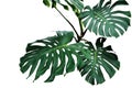 Dark green leaves of monstera or split-leaf philodendron Monste Royalty Free Stock Photo