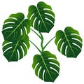 Dark green leaves of monstera or split-leaf philodendron Monstera deliciosa. Royalty Free Stock Photo