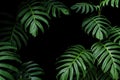 Dark green leaves of native Monstera the tropical forest plant evergreen vines, nature leaf frame on black background Royalty Free Stock Photo