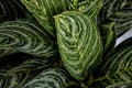 Dark green leaves pattern of cardboard palm or cardboard cycad Zamia furfuracea evergreen plant native to Indonesia, abstract na Royalty Free Stock Photo