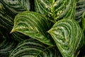 Dark green leaves pattern of cardboard palm or cardboard cycad Zamia furfuracea evergreen plant native to Indonesia, abstract na Royalty Free Stock Photo