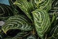 Dark green leaves pattern of cardboard palm or cardboard cycad Zamia furfuracea evergreen plant native to Indonesia, abstract na Royalty Free Stock Photo